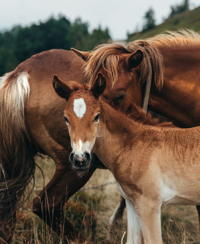 9 Spiritual meanings of a colt