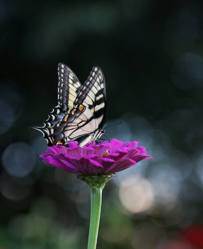 Butterfly on a flower