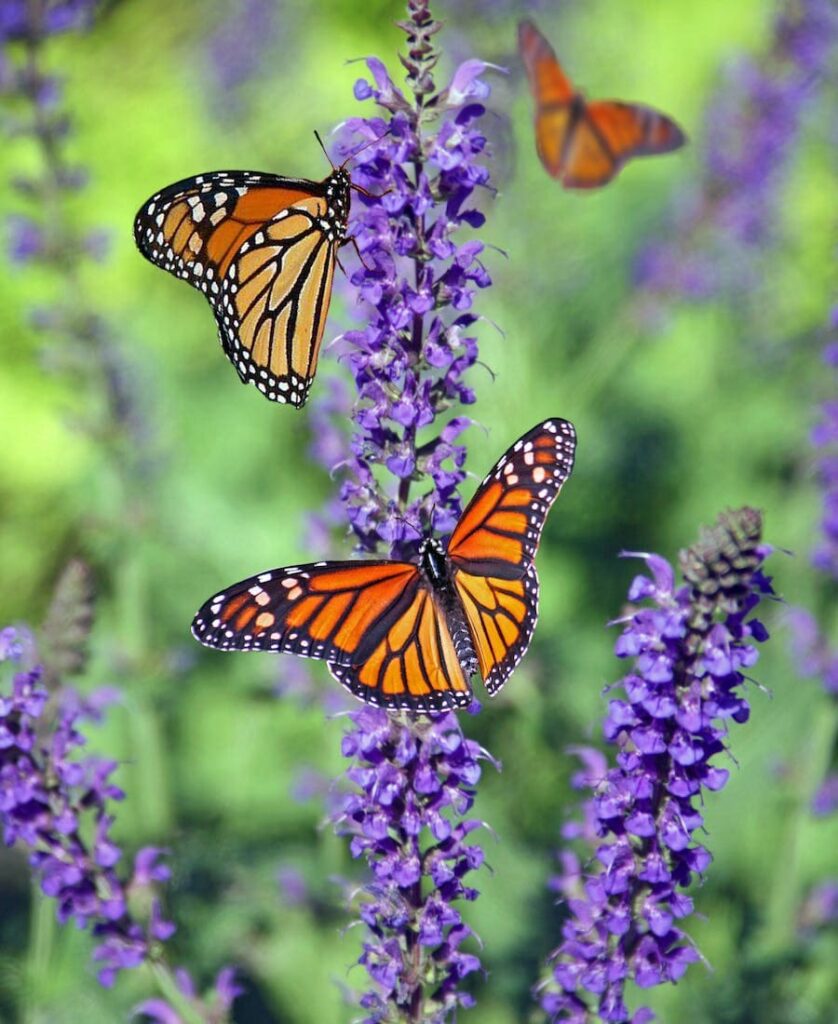 Butterfly on a lavender flower