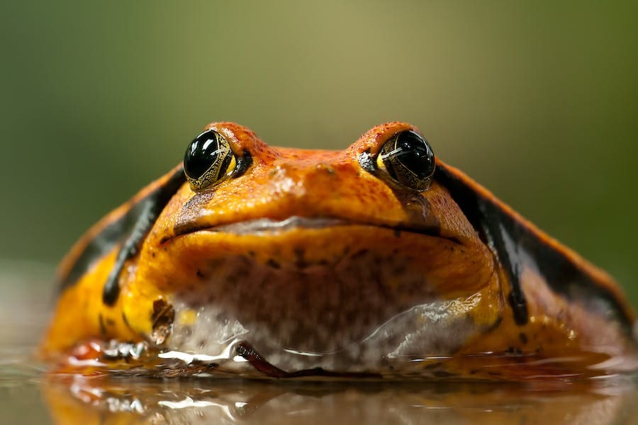 Orange Frog