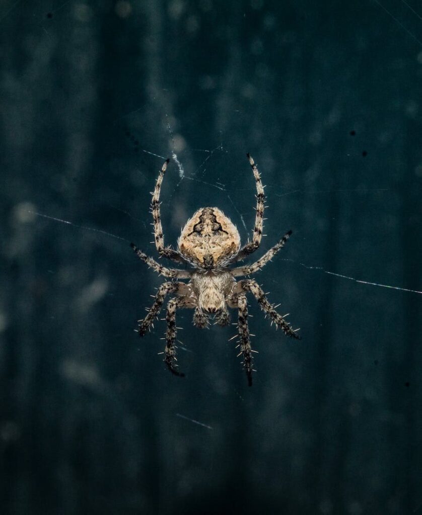 Spider on the web