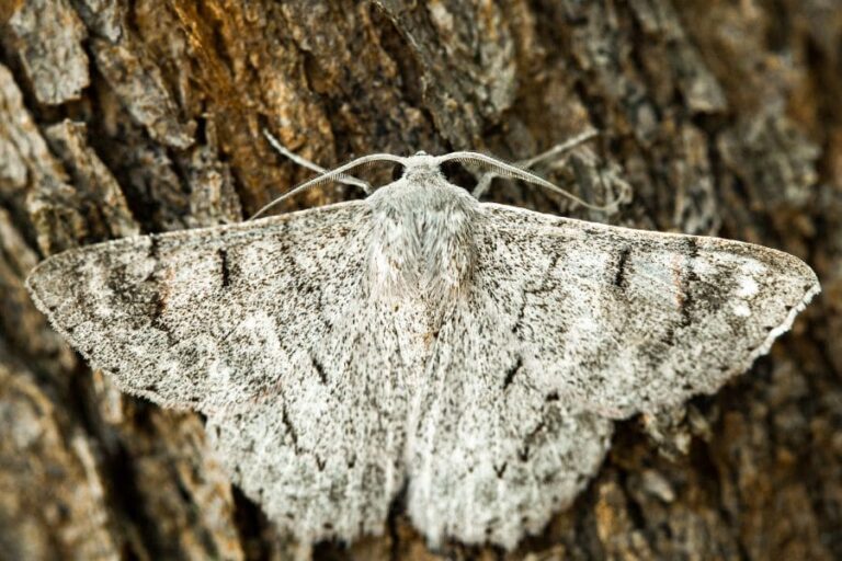 11 Spiritual Meanings Of White Moths: All You Need To Know