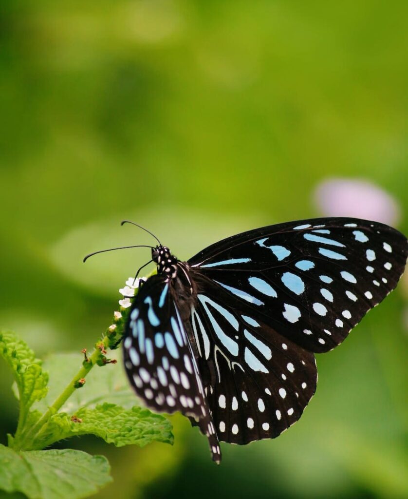 Spiritual Meanings of Seeing a Dead Butterfly