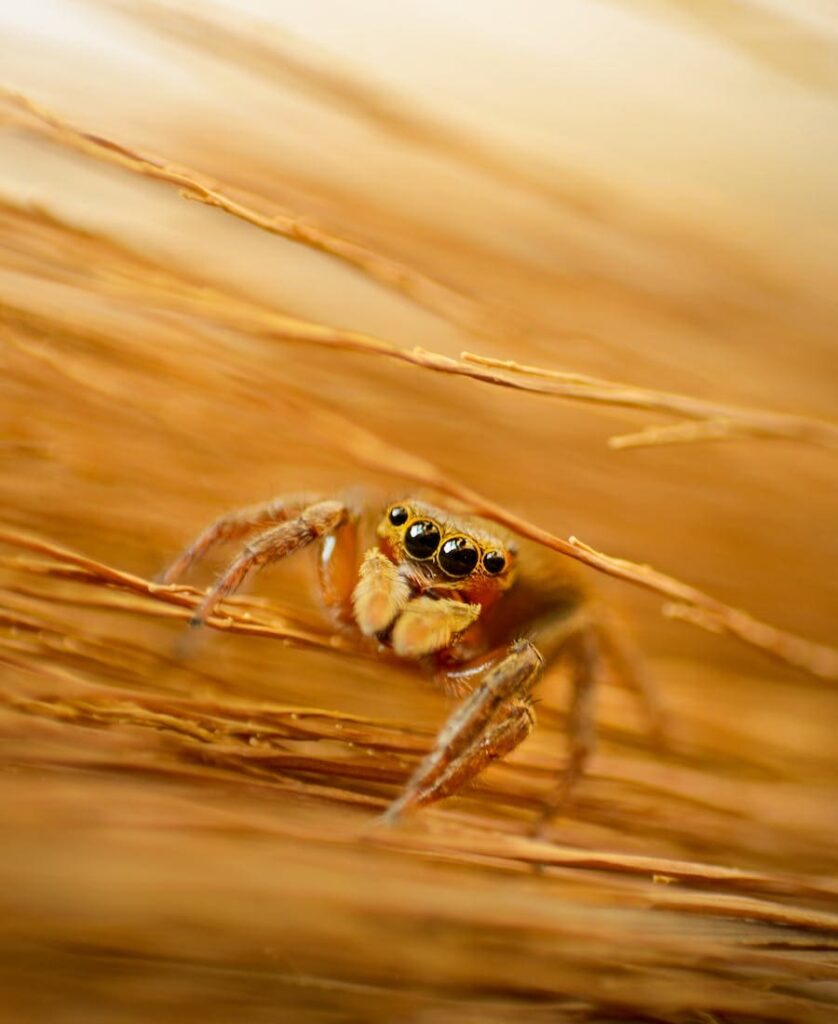 Very Tiny Spider