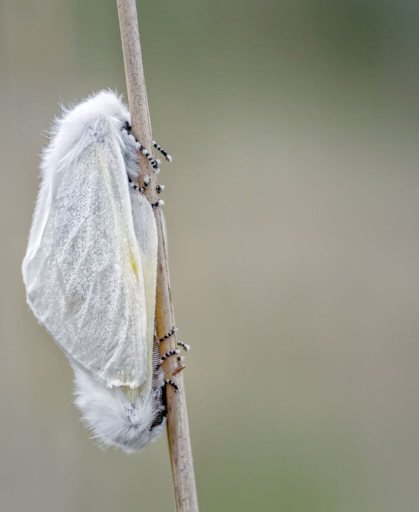 White Moth on a branch