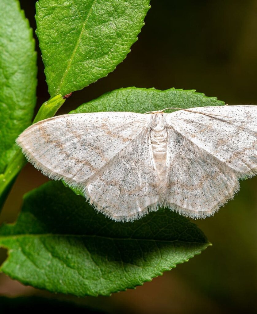 White Moth on a plant