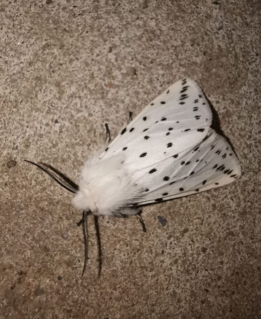 White Moth on the floor