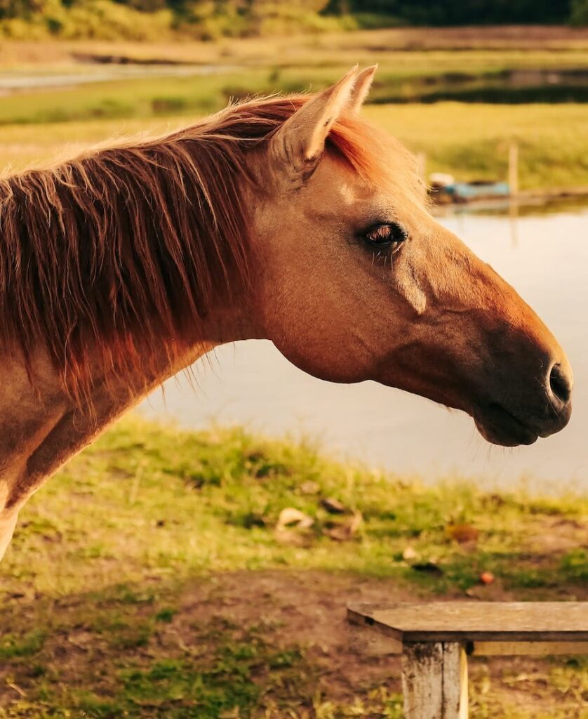 brown colt