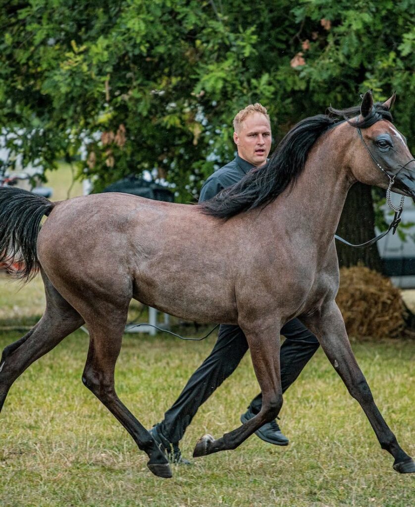 colt being trained