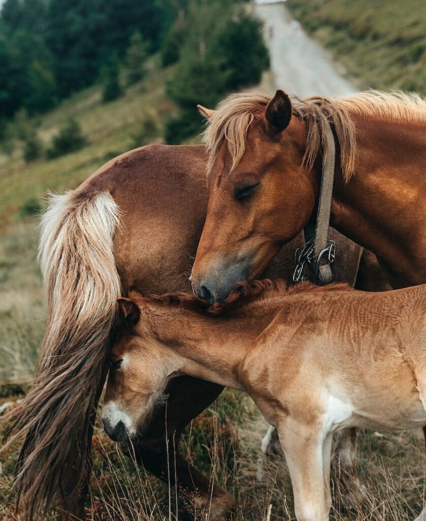 colt with his mother