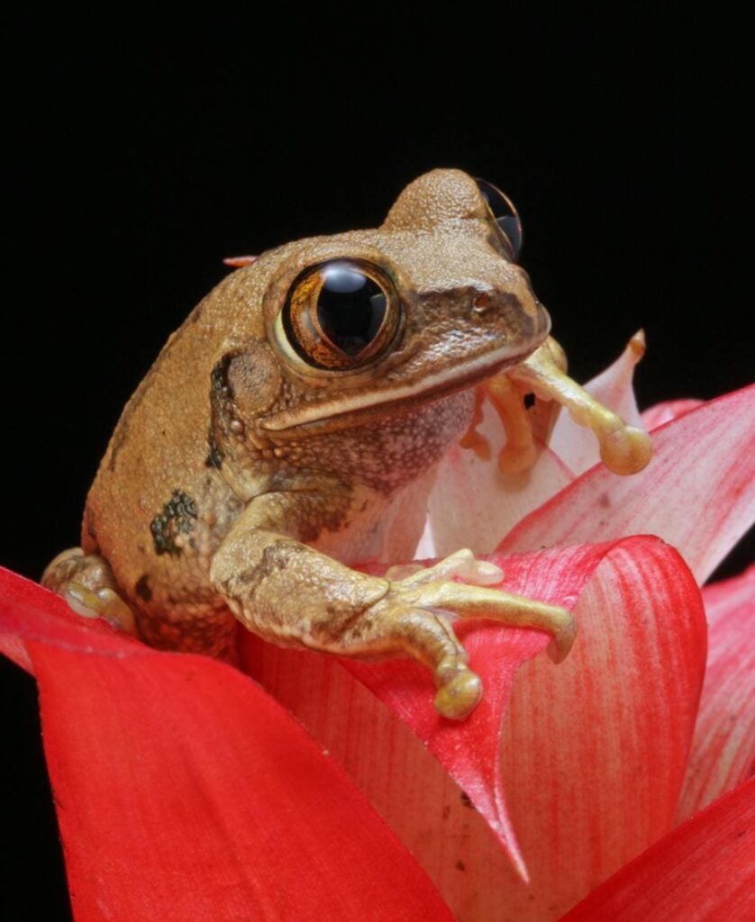 frog on red flower