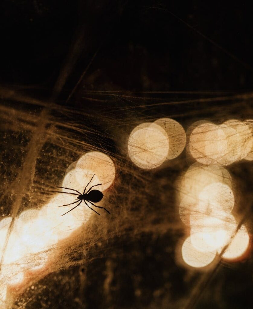 spider silhouette