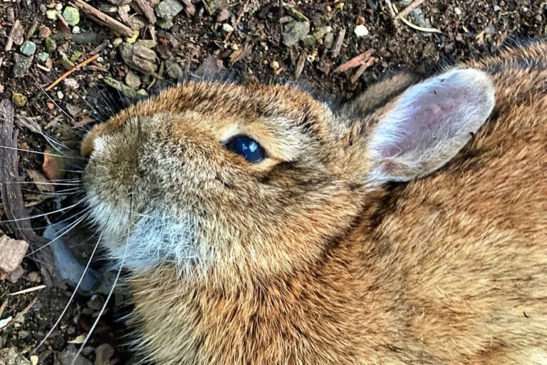 9 Spiritual Meanings Of Dead Rabbit