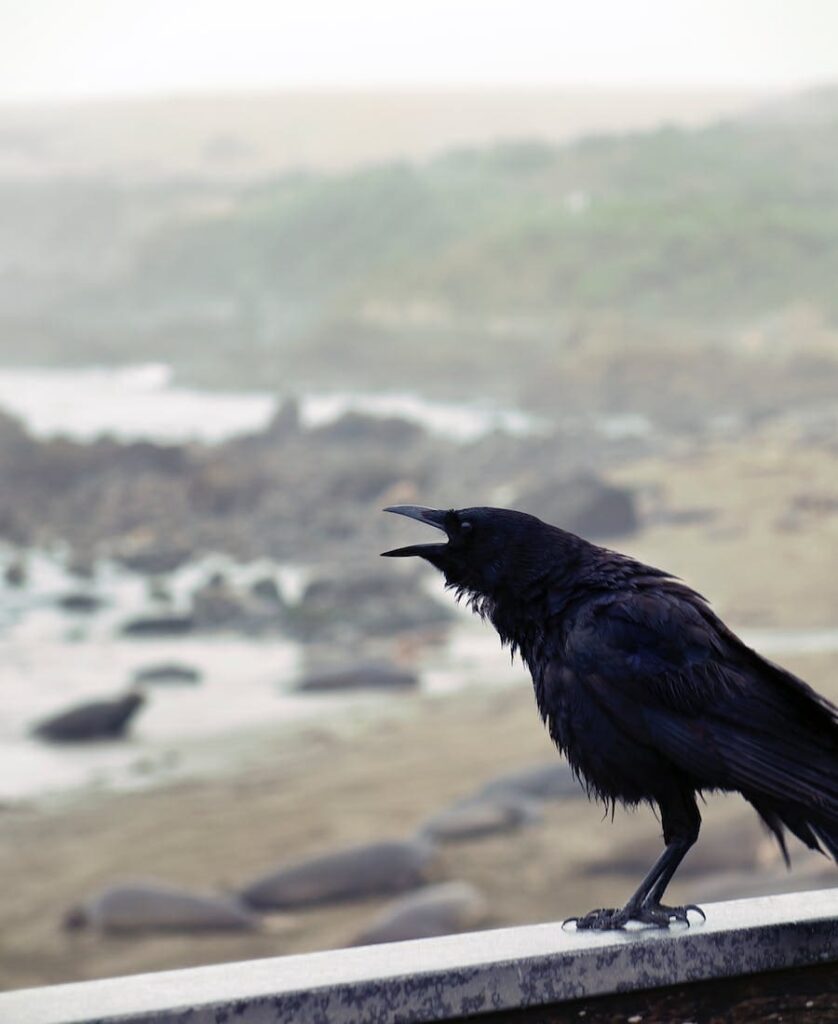 9 Spiritual Meanings of a Crow Cawing at You