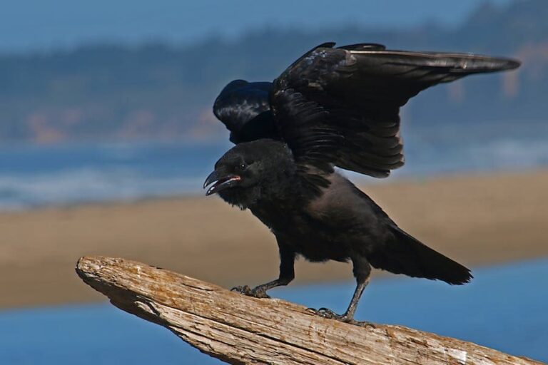9 Spiritual Meanings of a Crow Cawing at You: It is good?