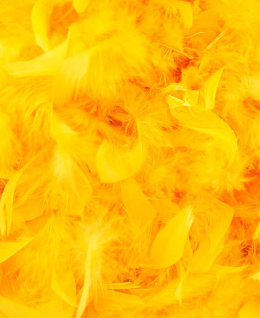 A Lot of Yellow Feathers
