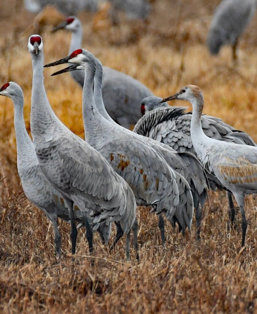 A lot of cranes