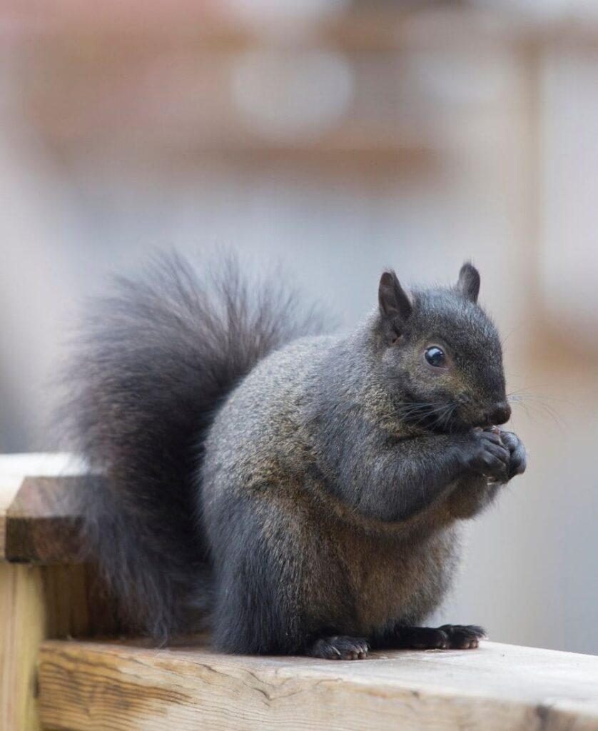 Black Squirrel on a fence