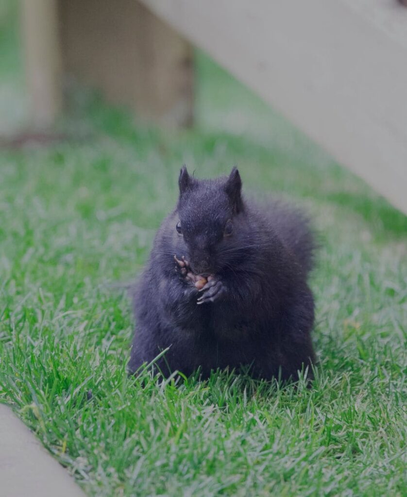 Black Squirrel on the grass