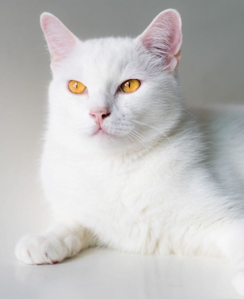 Cat with golden eyes