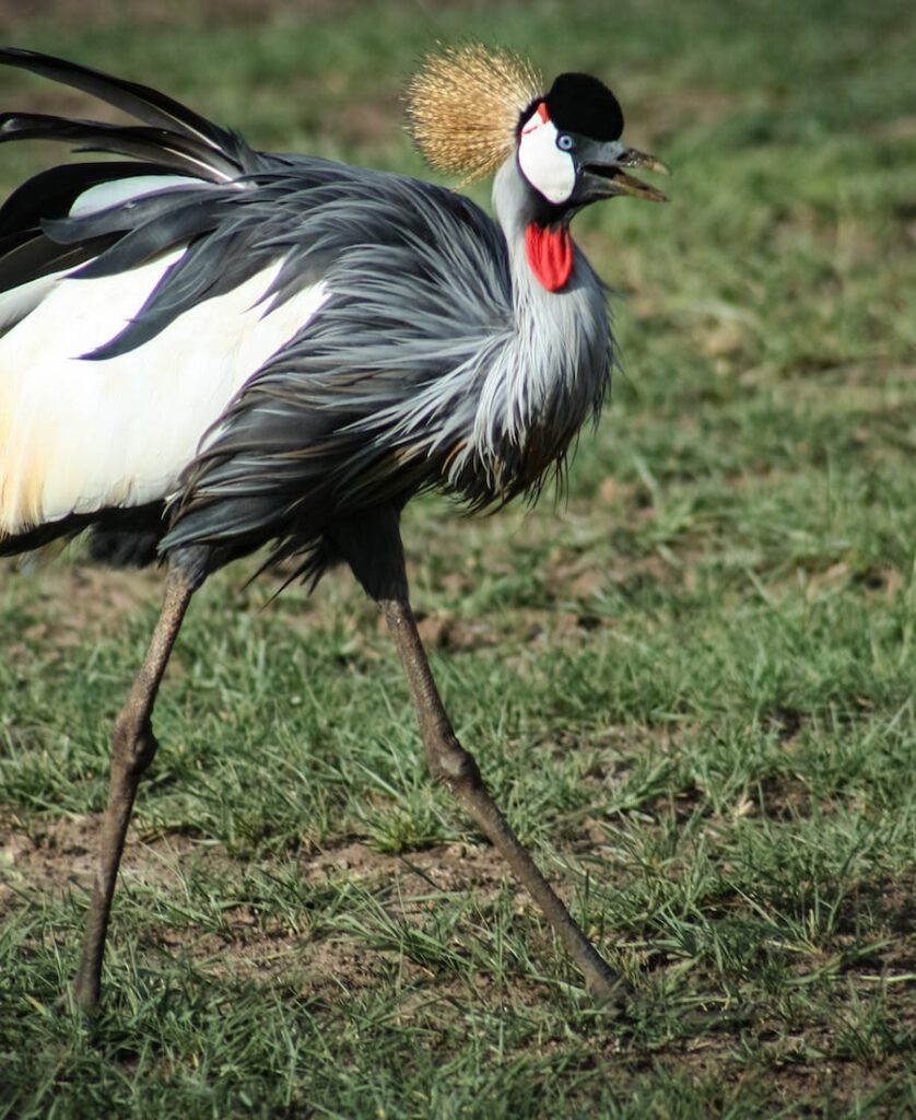 Crane walking on the grass