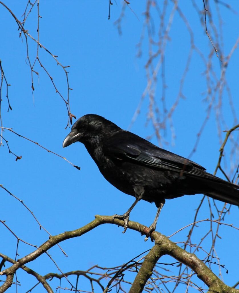Crow on a branch