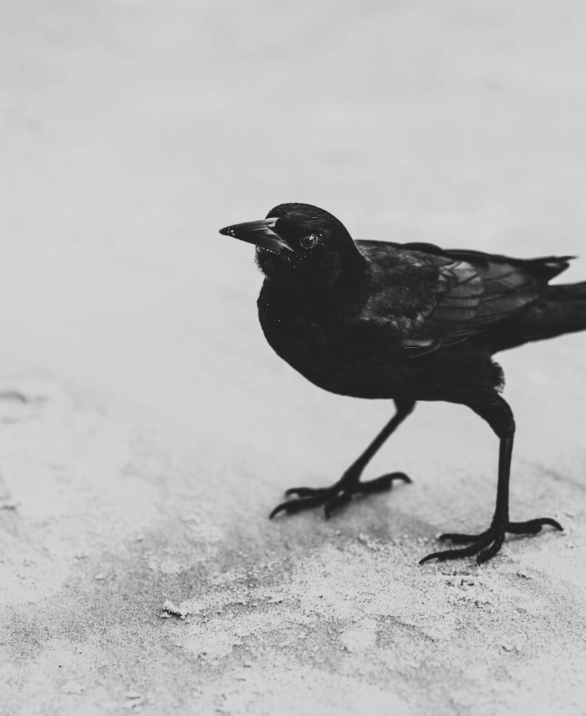 Crow on the floor