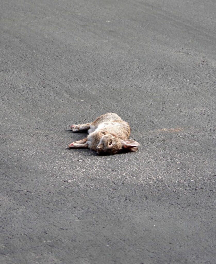 Dead Rabbit on the road