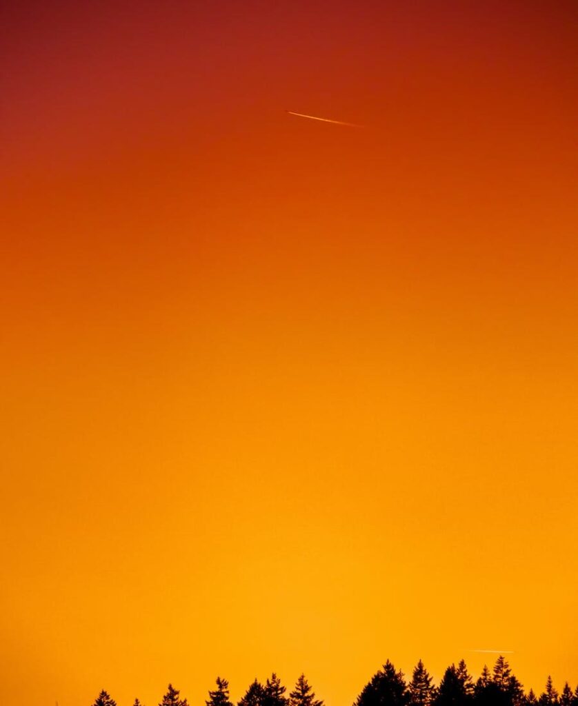 Forest with Orange Sky in the background