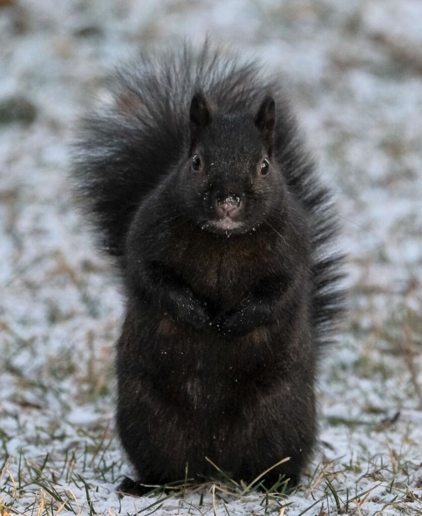 Spiritual Meanings Of Seeing A Black Squirrel