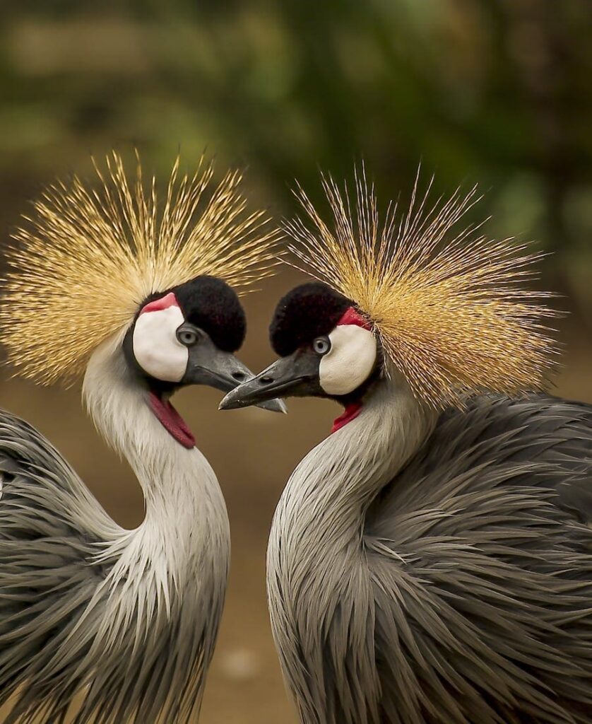 Spiritual Meanings of Crane Crossing Your Path 