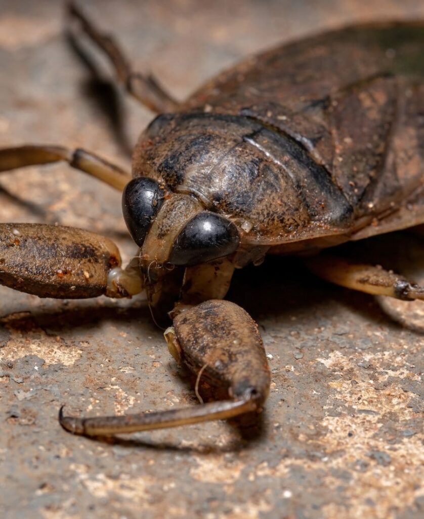 Water Bug Spiritual Meaning
