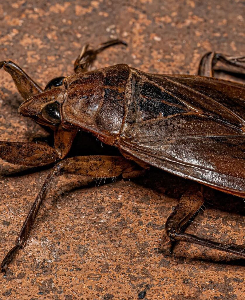 Water Bug looking for something