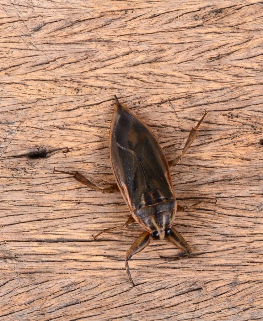 Water Bug on a wood table