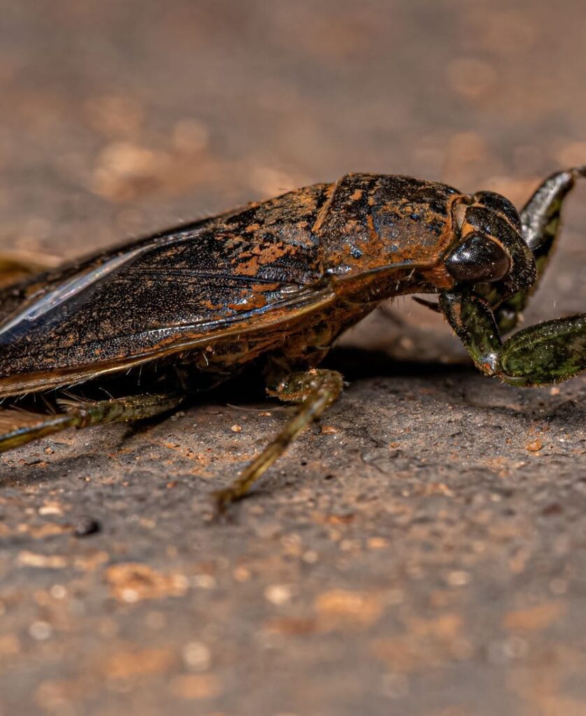 Water Bug walking
