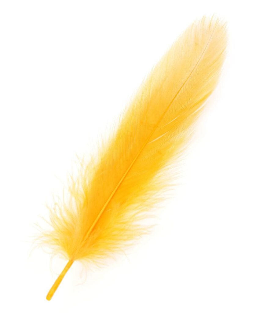 Yellow Feather