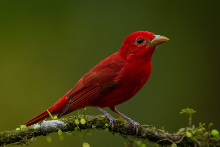 Spiritual Meanings Of Red Bird: 11 Signs From Heaven