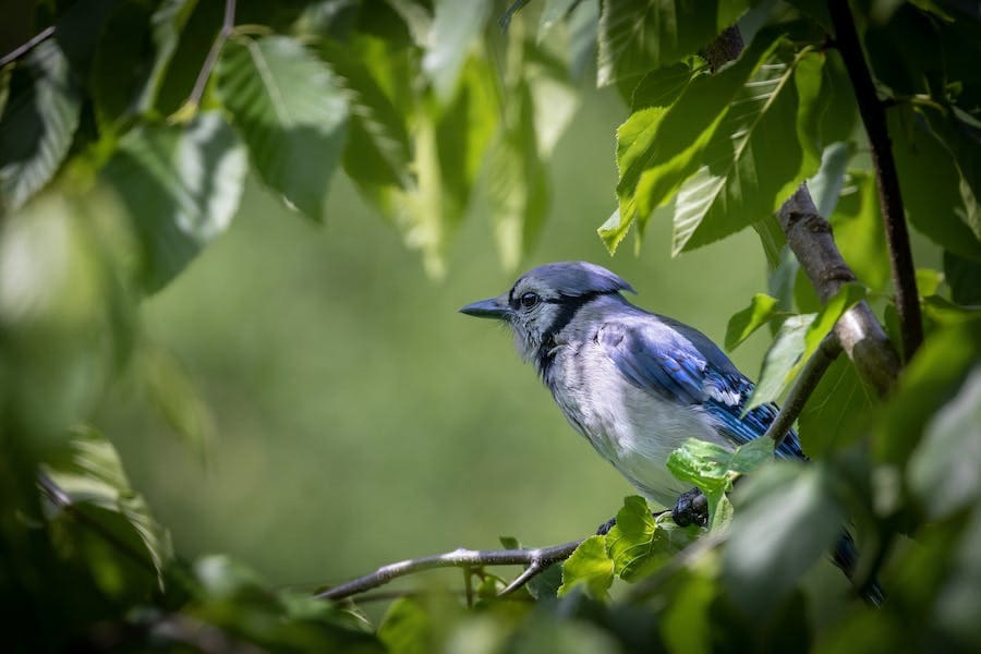 9 Meanings of Seeing a Blue Jay (They Bring Good Luck?)