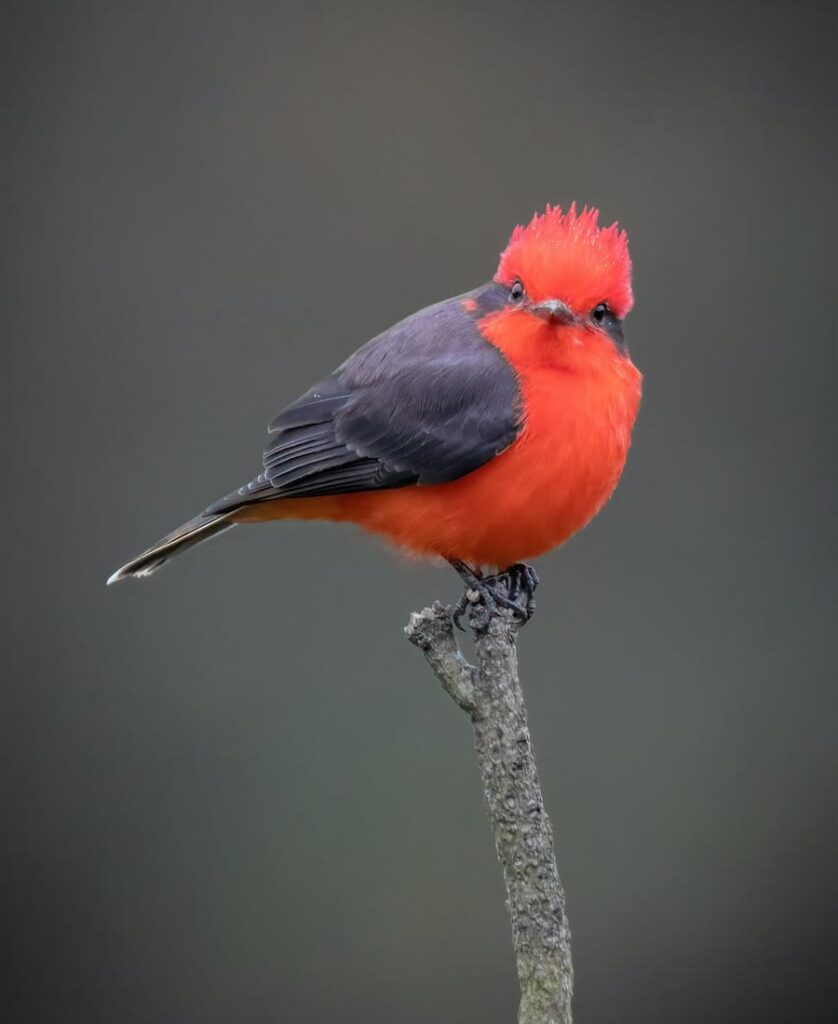 Black and red bird