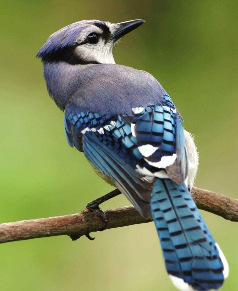 Blue jay looking for something