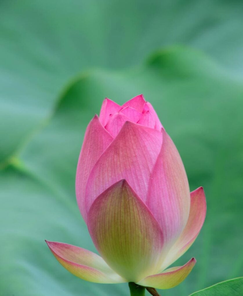Closed Lotus Flower