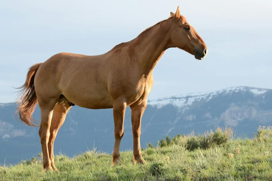 Horse Spiritual Meaning 9 Strong Meanings