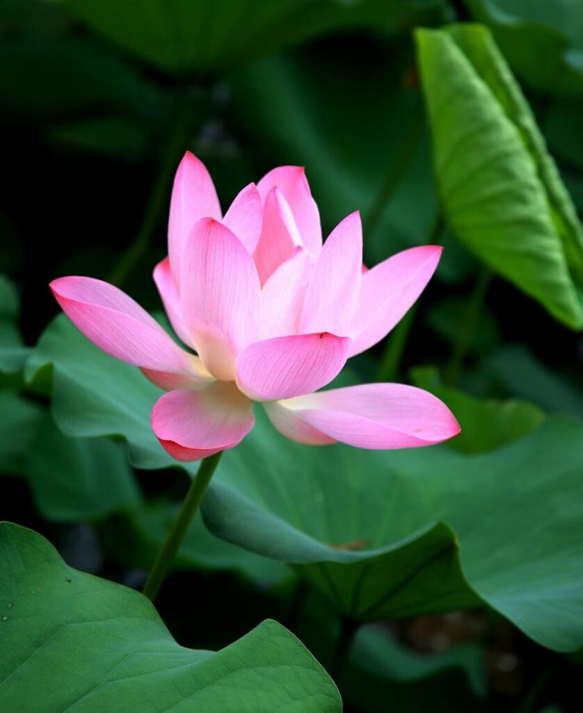 Lotus Flower