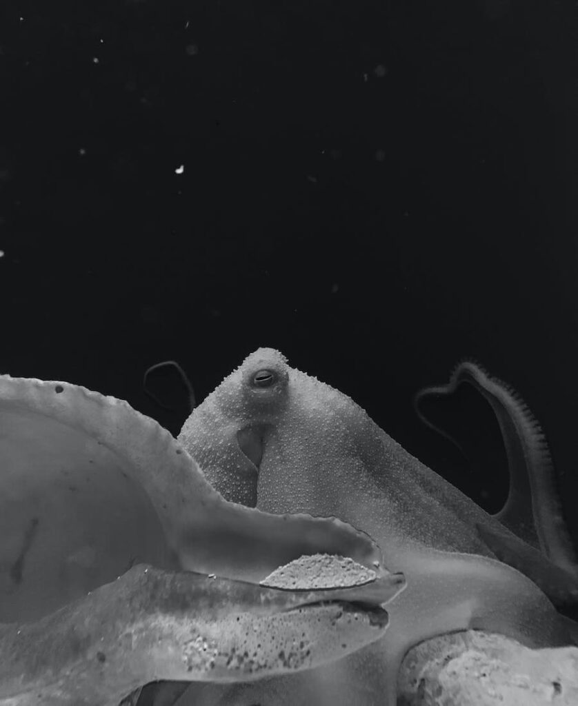Octopus