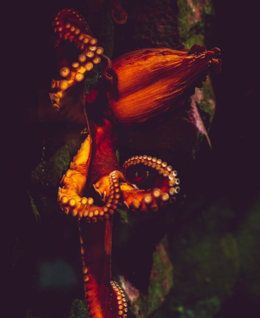 Red Octopus