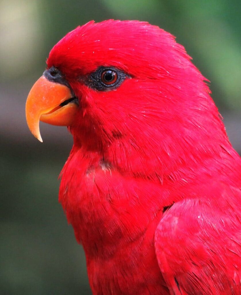 Red bird
