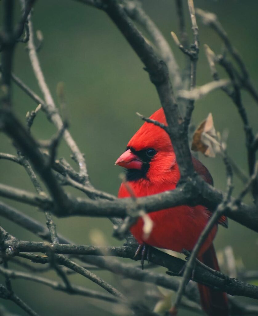 Red bird on a tree