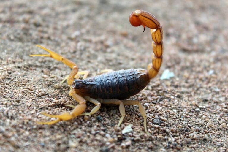 Scorpion Spiritual Meaning (Answered)