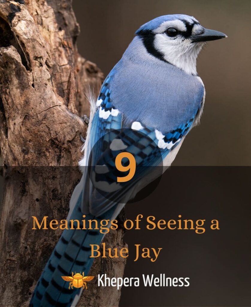 Seeing a Blue Jay Meaning