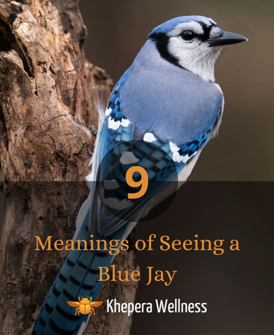 9 Spiritual Meanings of Seeing a Blue Jay (Good Luck?)